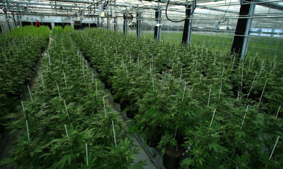 Commercial Cannabis Grow! 