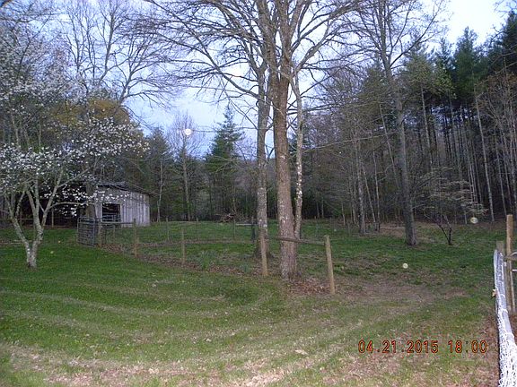 Cherry trees  blooming