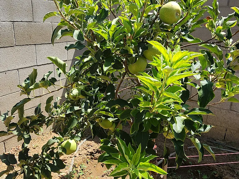 Apple Tree
