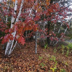 1910 Maine 193, Beddington, ME, 04622