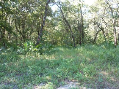 LOT19 NW Polk Path, Mayo, FL, 32066