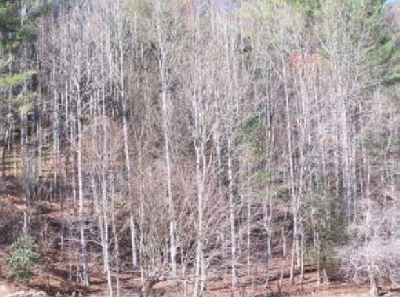 2nd image of Tbd D Payne Rd