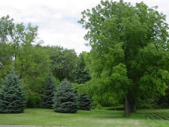 Heavily Wooded Acreage