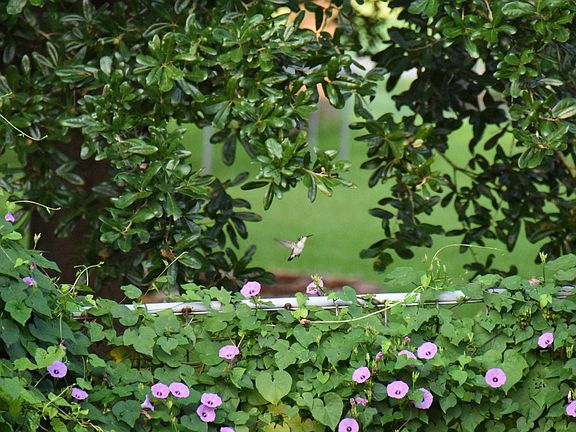 20'  live oaks throught acre