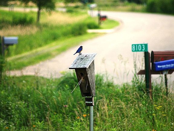 Bluebird near mailbox