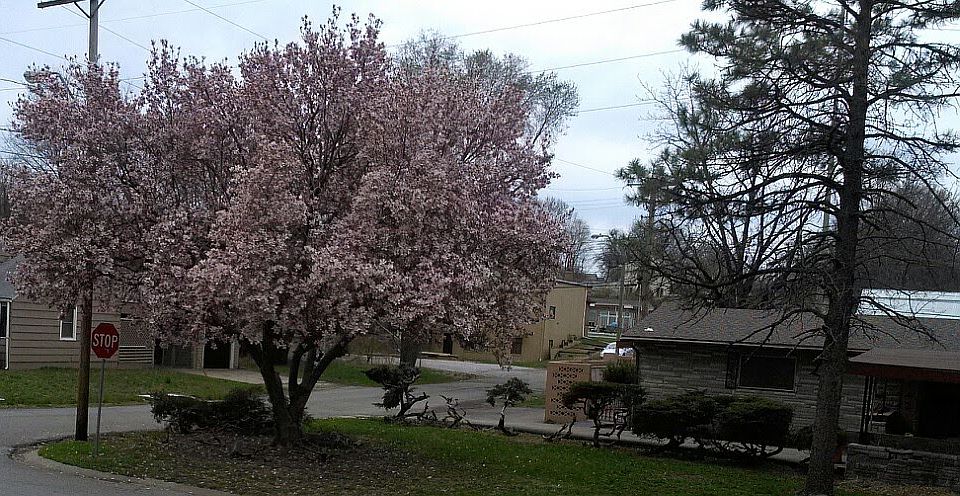1st image of 7142 Forest Ave