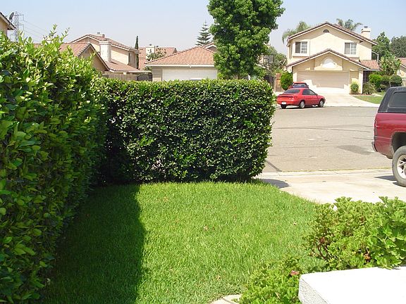 Front Yard
