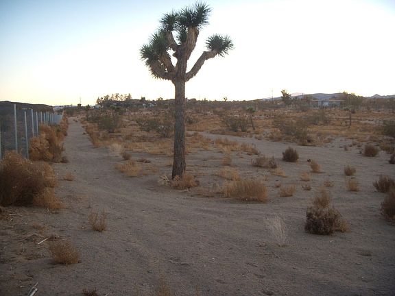 One of many Joshua Trees on Property
