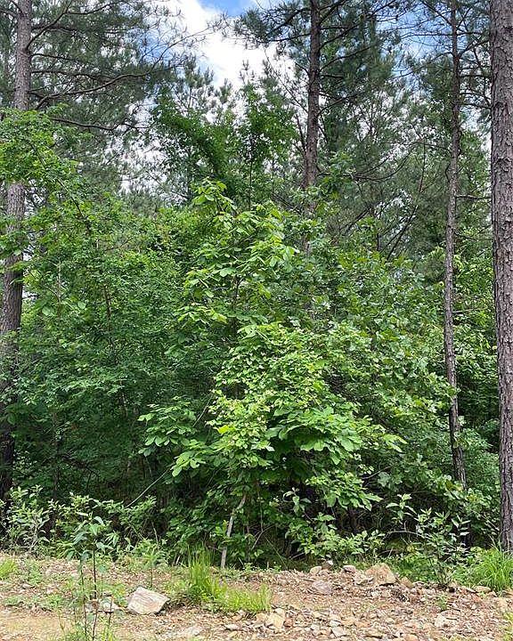 2nd image of 690 Timber Creek Trl
