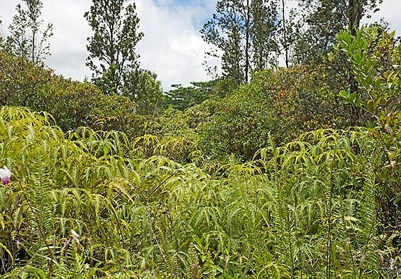 5th image of Plumeria St Lot 6701