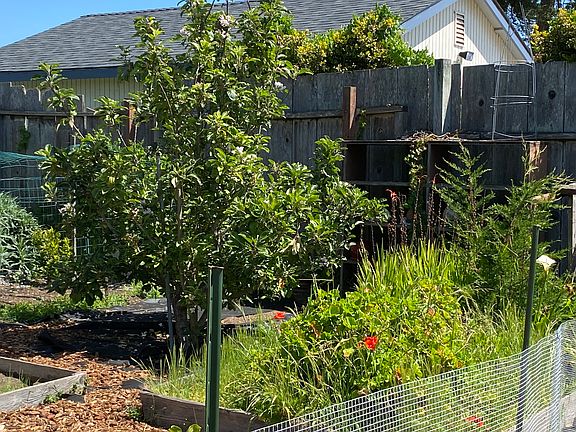 fruit trees garden