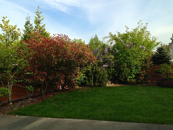 Magnolia, wisteria, privacy