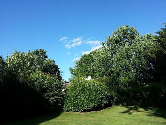 Back yard