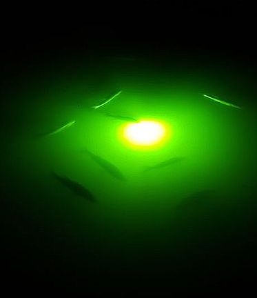 Watch fish from dock!