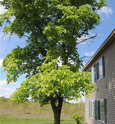 EFO 2 Quiet Country Setting