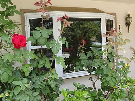 Bay window with roses