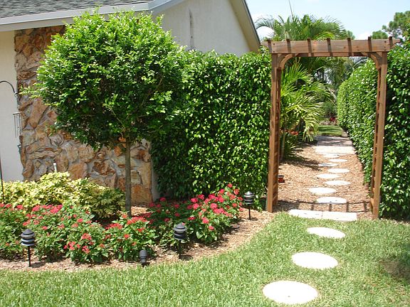 ARBOR LEADING TO BACK OF HOUSE WITH 8 FOOT TALL FICUS PRIVACY HEDGE ON RIGHT 