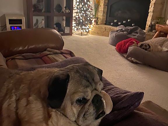 Fireplace w pug :)