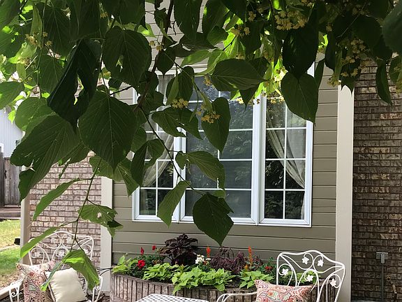 Shady front yard