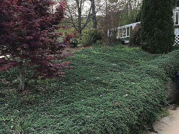 Junipers are 20 years old!  