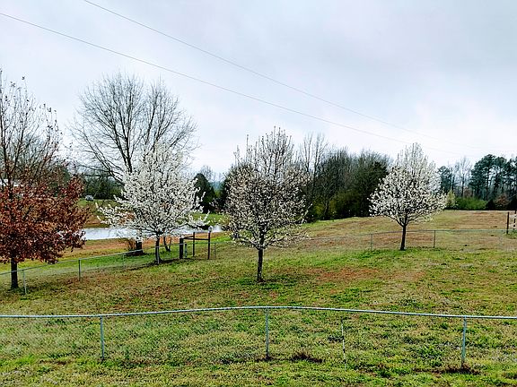 Back fence yard for animals 
