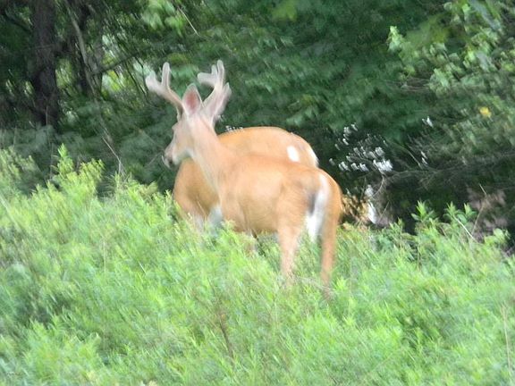 5th image of 504 Cottontail Ln