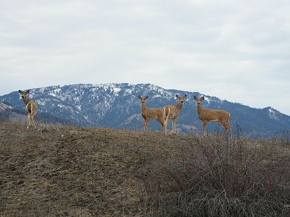 4th image of 33 Wapiti Ct