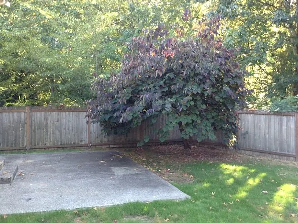 3 bed, 2.5 bath, 1850 sqft, $2,950 — Photo 2