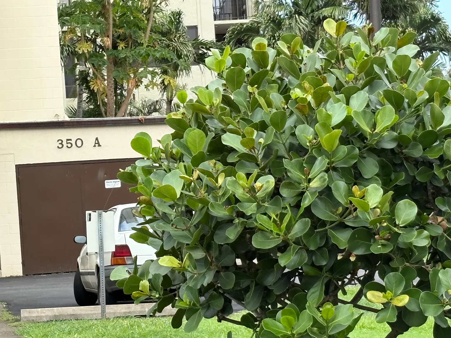 1 bed, 650 sqft, $1,900 — Photo 3