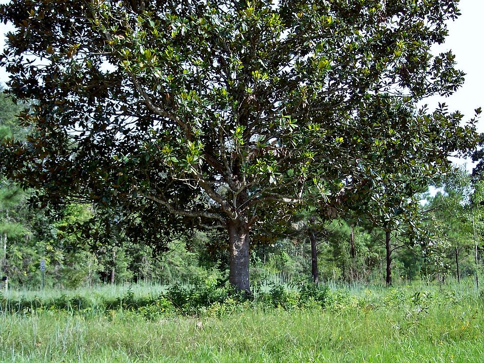 1st image of CR 4515