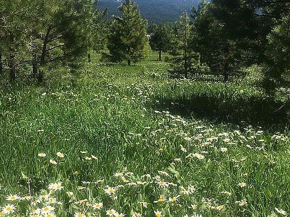 Wildflowers in spring