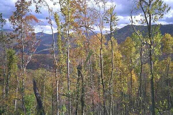 2nd image of LOT 11 Little Nickajack Rd