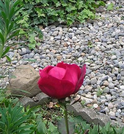 enjoy the Sunset with a Rose.