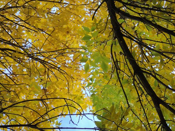 Deciduous and pine trees