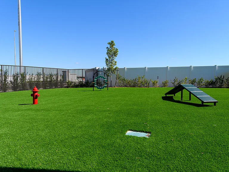 Dog Park
