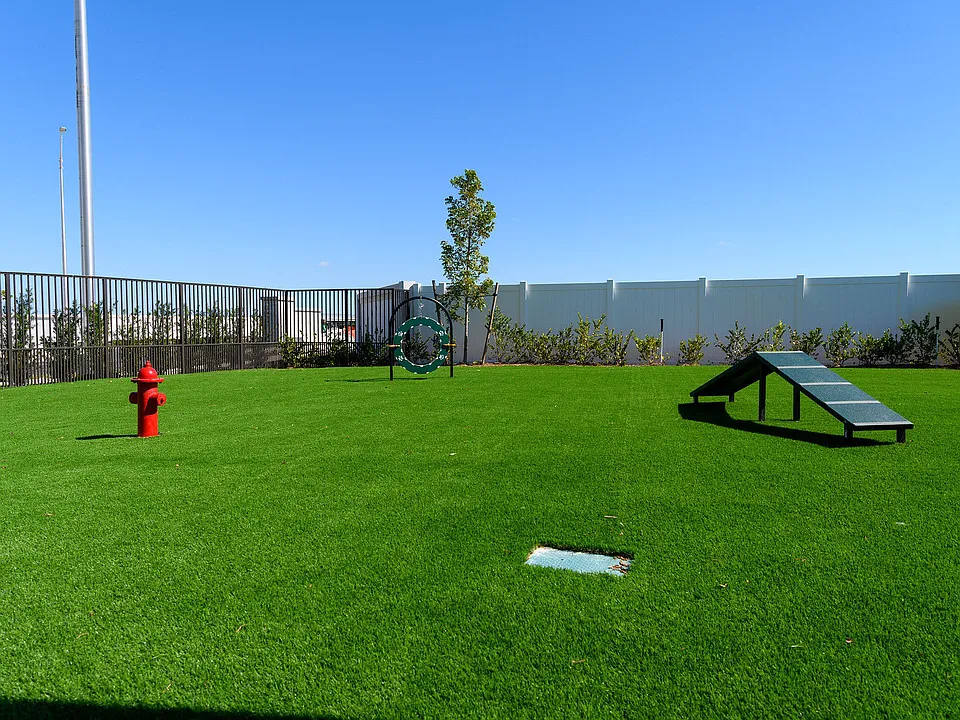 Dog Park