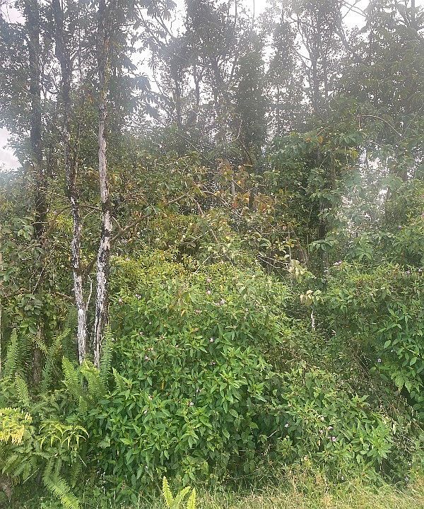 1st image of 16-2098 Macadamia Dr Lot 40