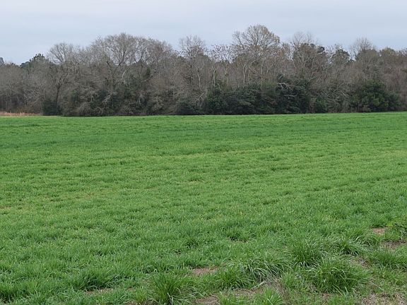 West property line looking northeast towards Little Ochlockonee River