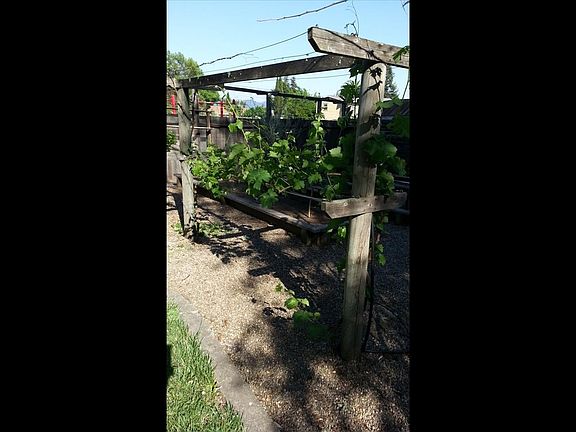 Grape Trellis