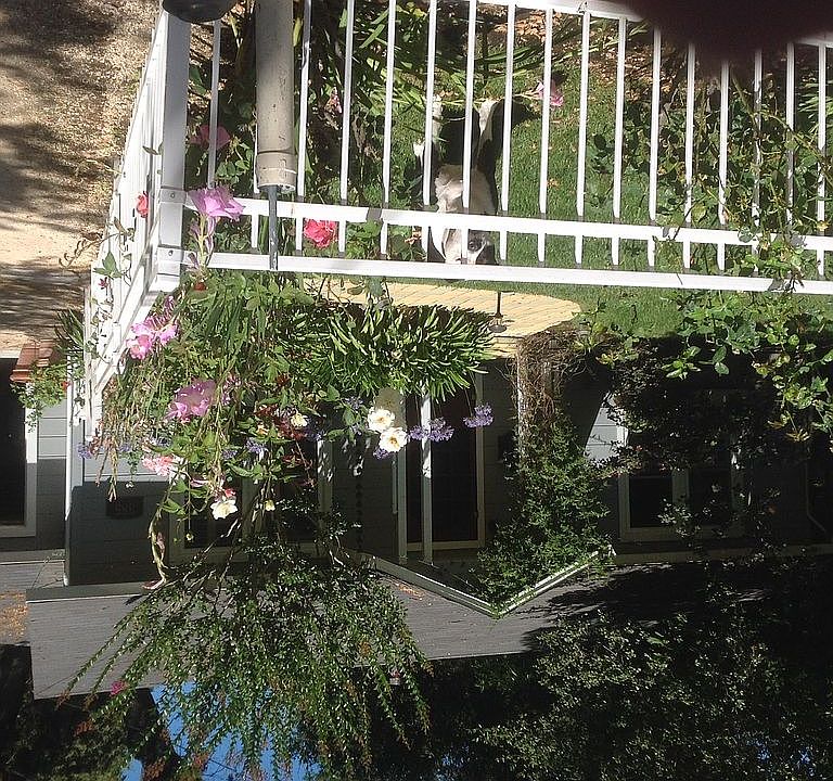 1st image of 385 Walnut Ave