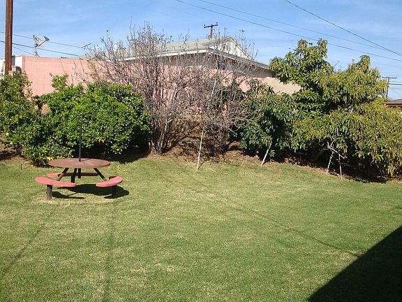 Large back yard with avocado trees and lemon and orange