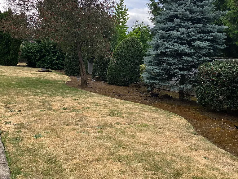 Back yard