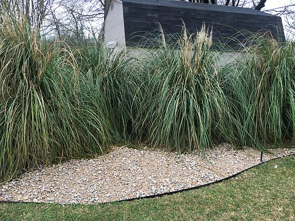 Pampas Grass- Back Yard