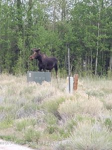 LOT 11 McCoy Dr, Pinedale, WY, 82941