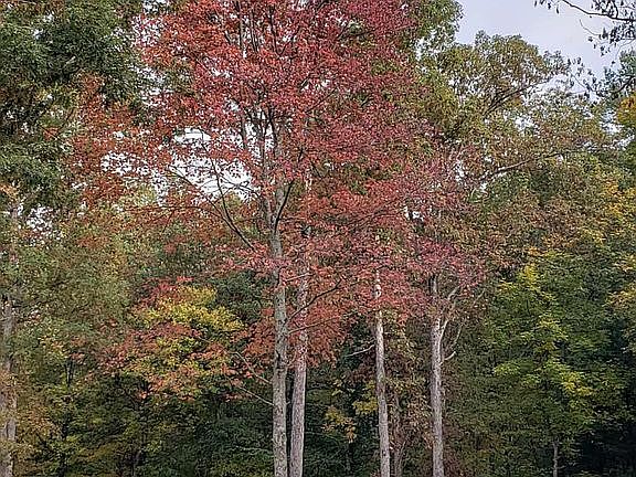 FALL SCENE FRONT YARD