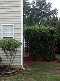 back yard