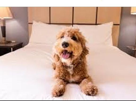 Pet Friendly