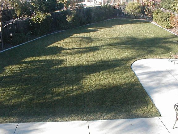 Family friendly HUGE backyard