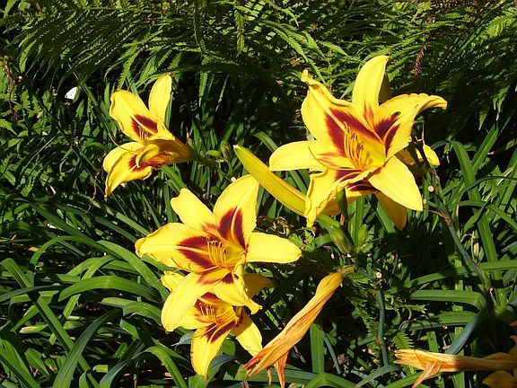 perenials everywhere