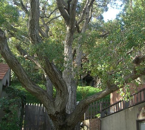A beautiful oak tree greets your arrival to the property as you step off of the sidewalk, and on to the Brick pathways, and into a wonderful European complex